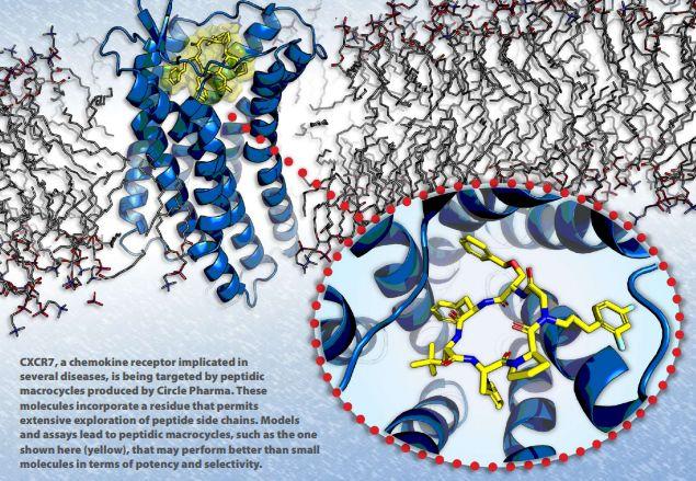 CXCR7受體，Circle公司大環(huán)肽化合物開發(fā)平臺的靶點之一